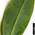 SpeciesSub: subsp. tamaense